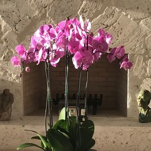 Meet your Posher, Liz